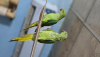 Indian ringneck parrot